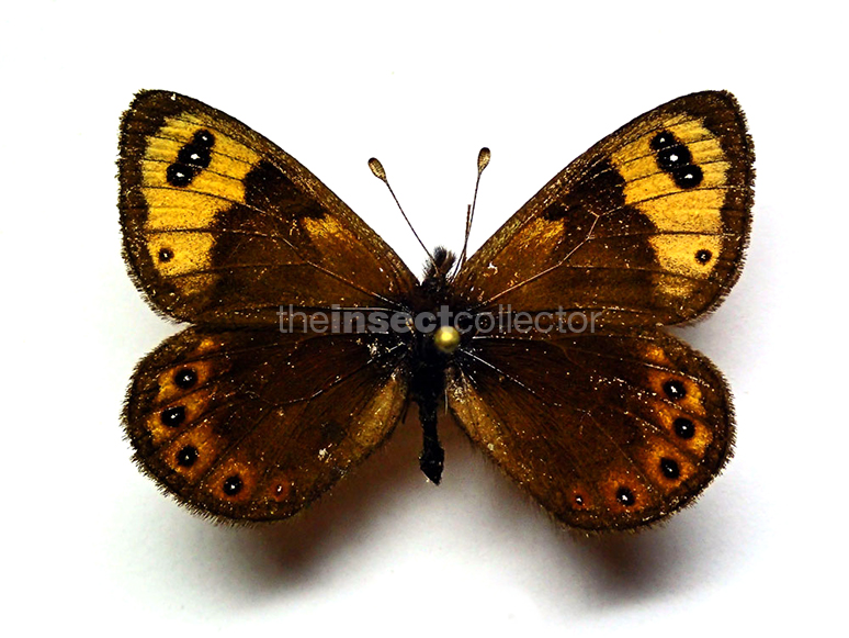 Erebia epistygne 