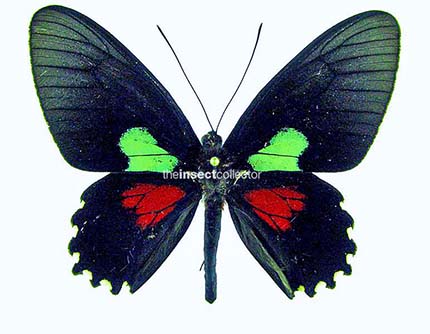 Parides aeneas