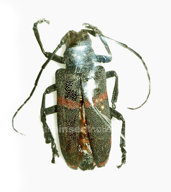 Ceroplesis aenescens
