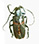 Ceroplesis aenescens Ceroplesis aenescens