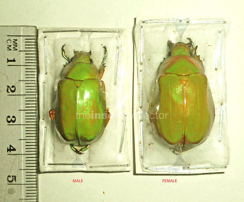 Chrysina aenigmatica