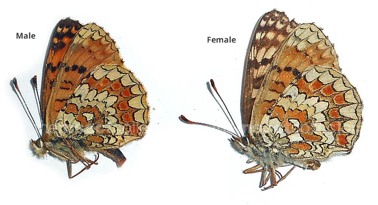 Melitaea aetherie