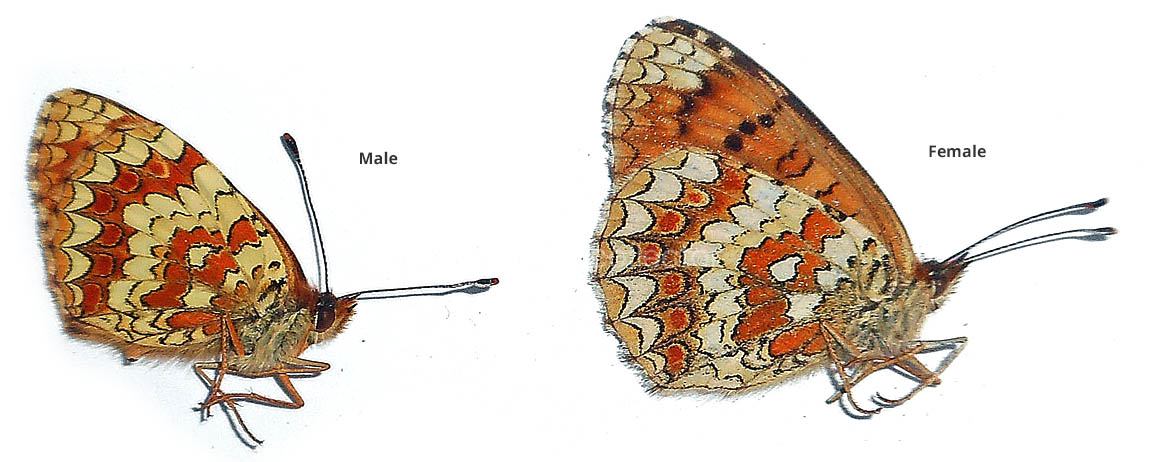 Melitaea aetherie