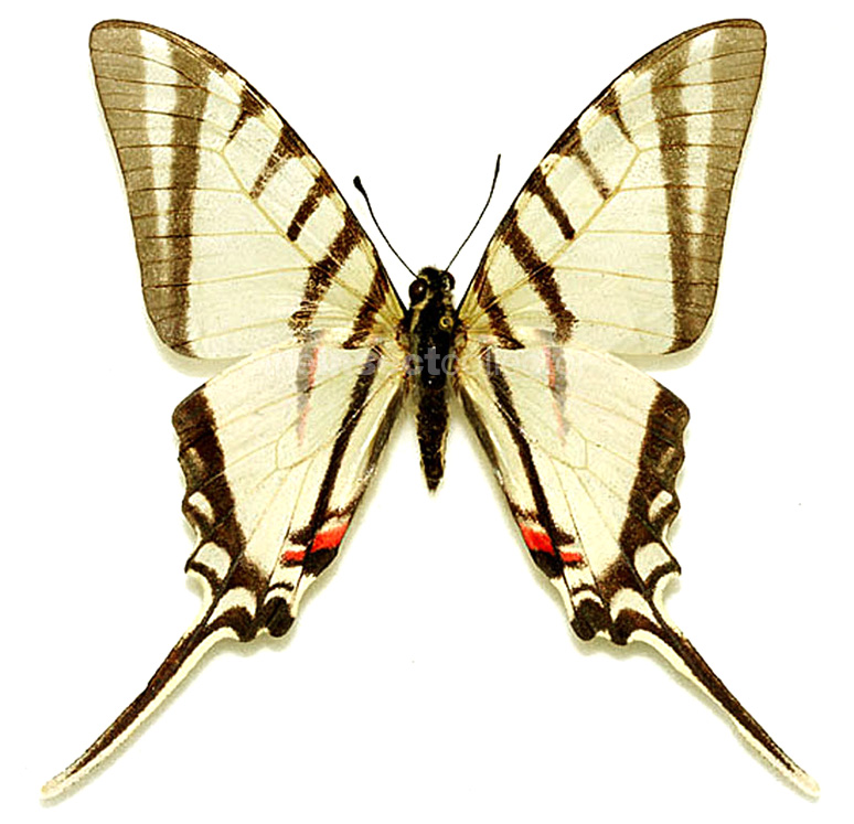 Protographium agesilaus