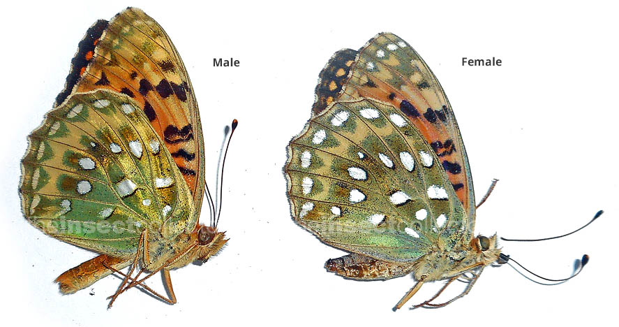 Argynnis aglaya