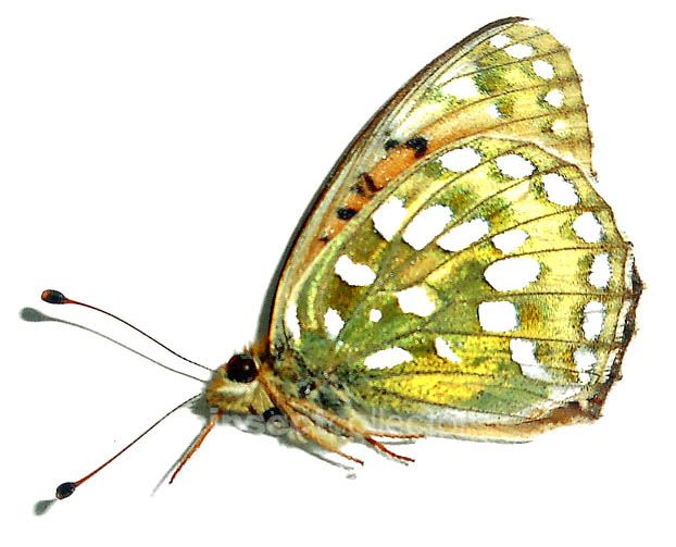 Argynnis aglaja 