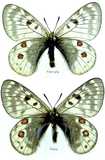 Parnassius acdestis