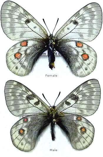 Parnassius acdestis