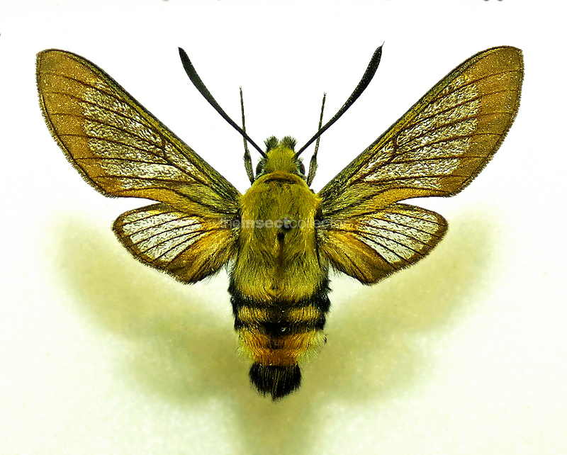 Hemaris alaiana