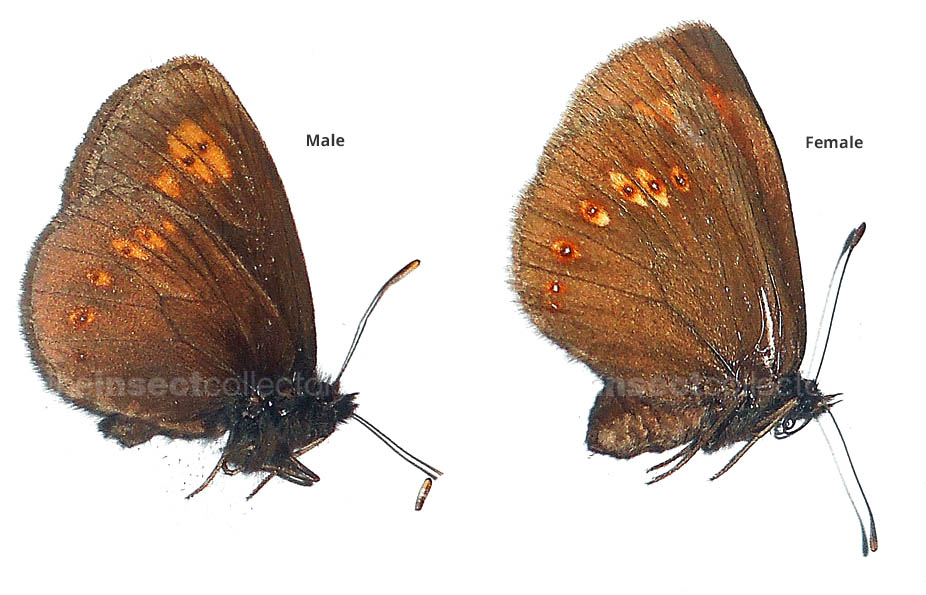 Erebia alberganus