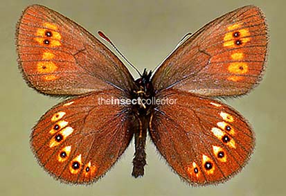 Erebia alberganus 