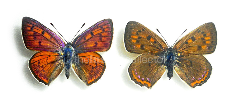 Lycaena alciphron