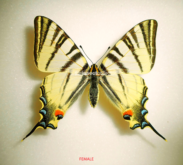 Iphiclides podalirius 