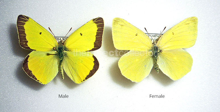 Colias alexandra 