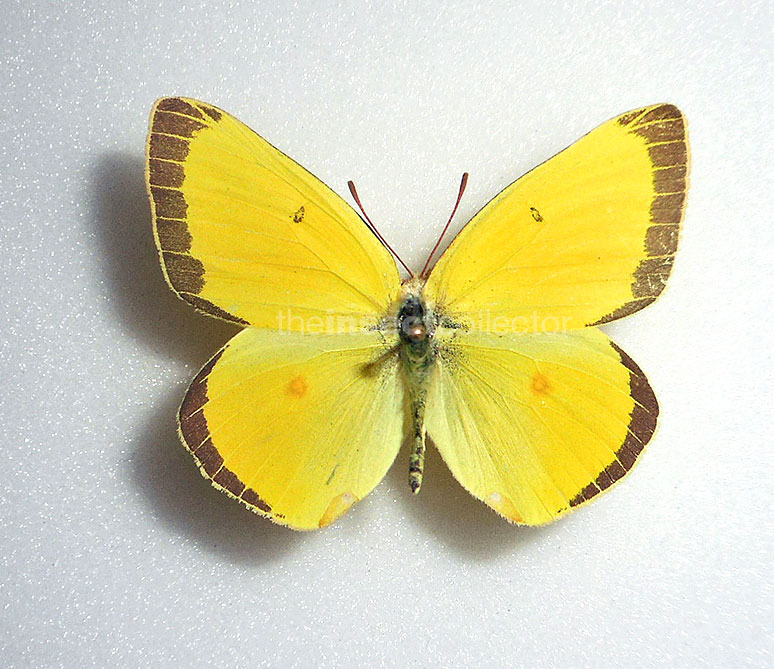 Colias alexandra 