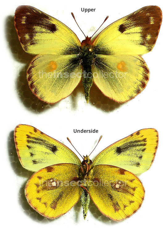 Colias alfacariensis