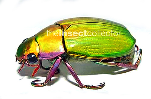 Chrysina alfreadolaui