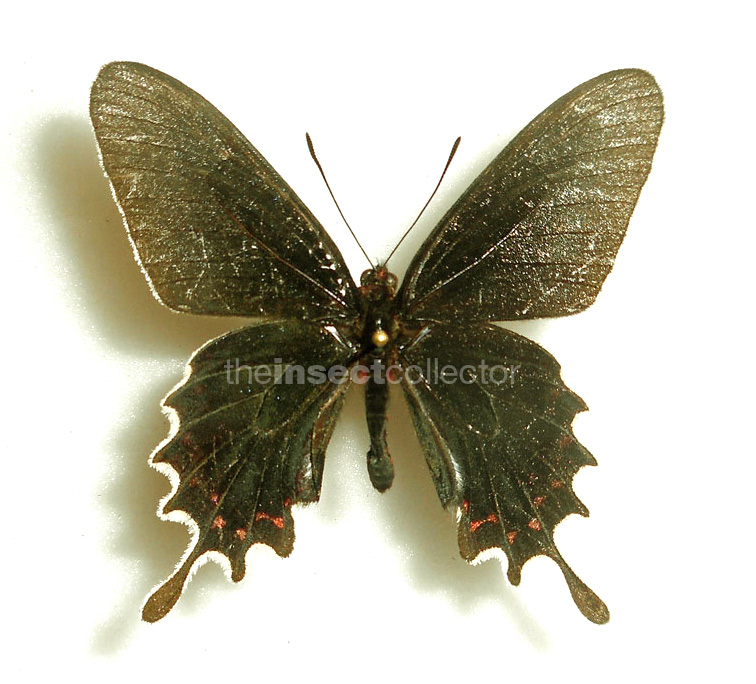 Parides bunichus 