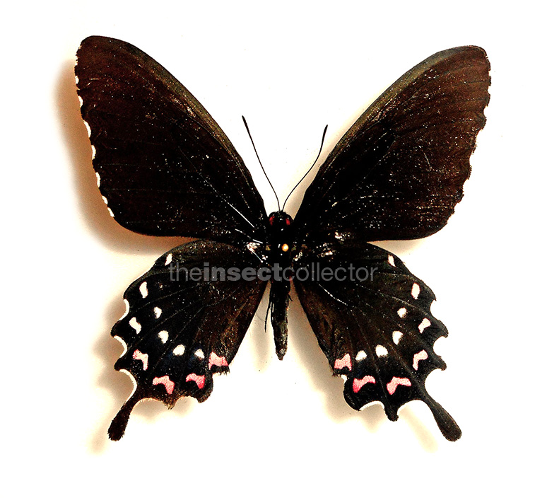 Parides alopius 