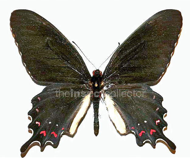 Parides alopius 