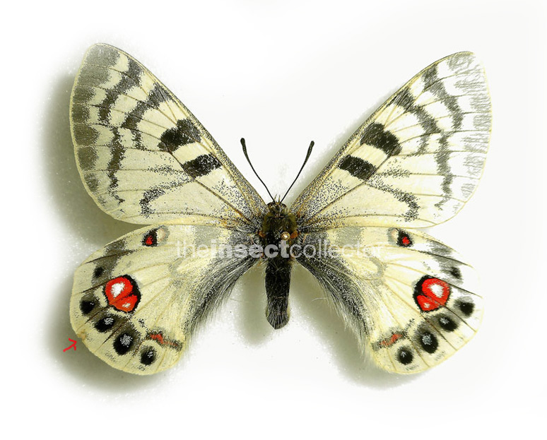 Parnassius romanovi