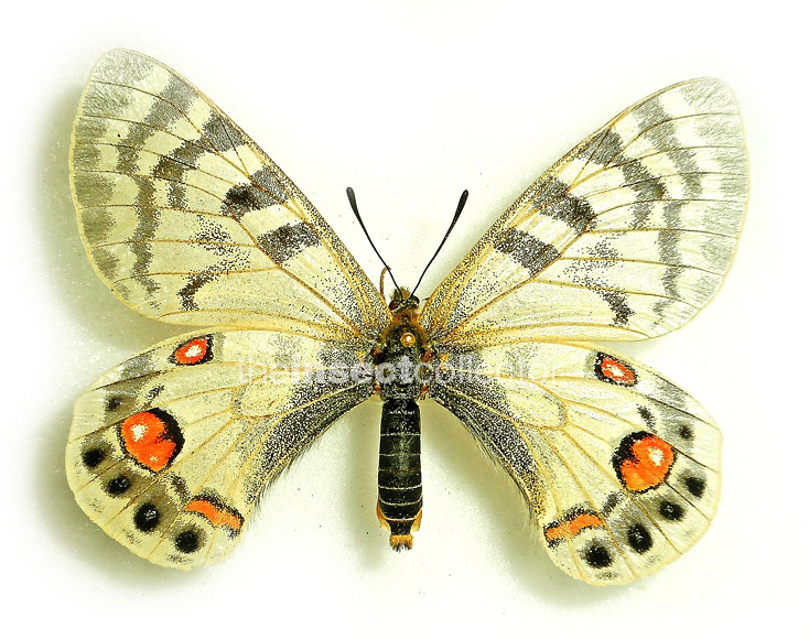 Parnassius romanovi