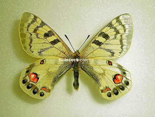 Parnassius romanovi