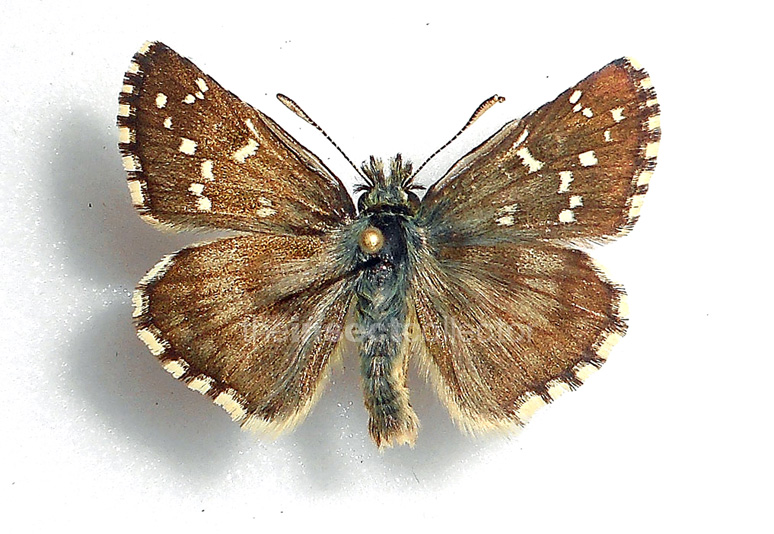 Pyrgus alveus 