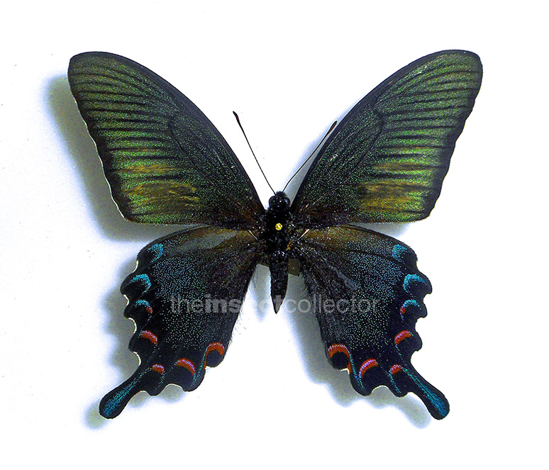 Papilio okinawaensis