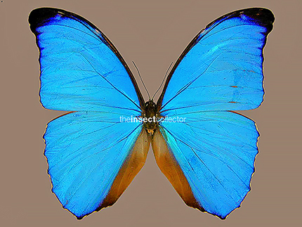 Morpho amathonte