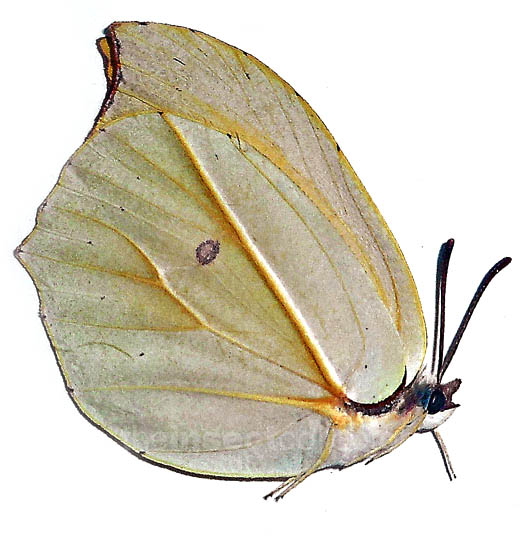 Gonepteryx amintha