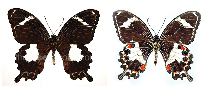 Papilio (ilioneus) amynthor 