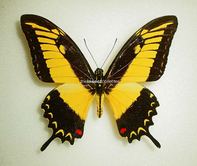 Papilio anchicayaensis