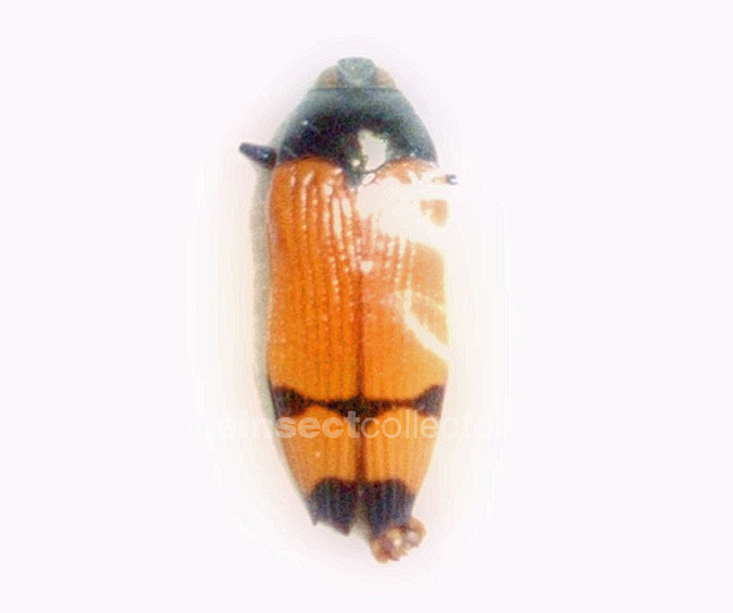 Castiarina andersoni