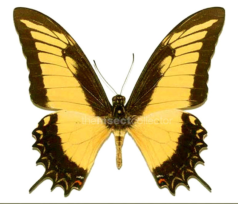 Papilio androgeus 