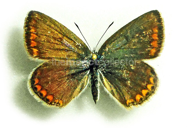 Polyommatus andronicus