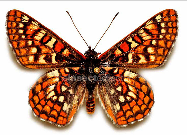 Euphydryas anicia