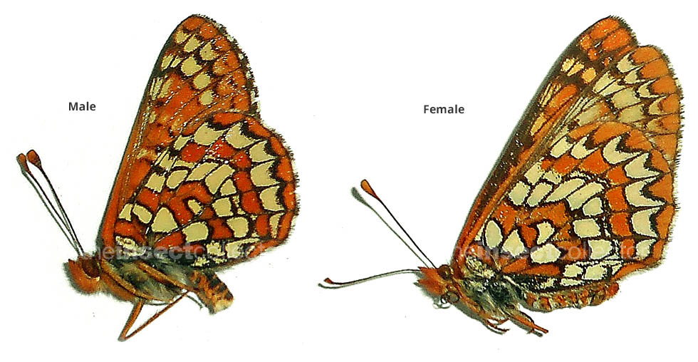 Euphydryas anicia