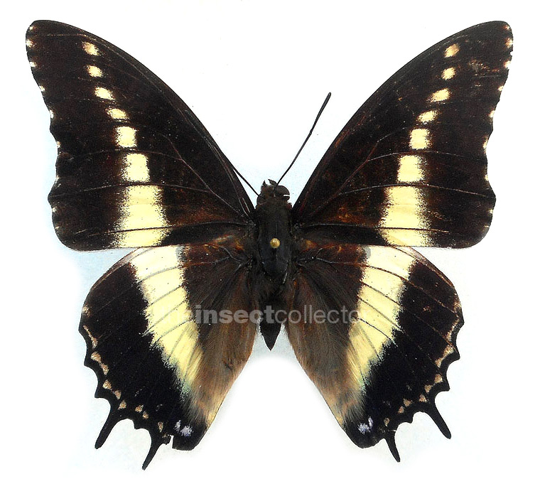 Charaxes antiquus