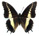 Charaxes antiquus