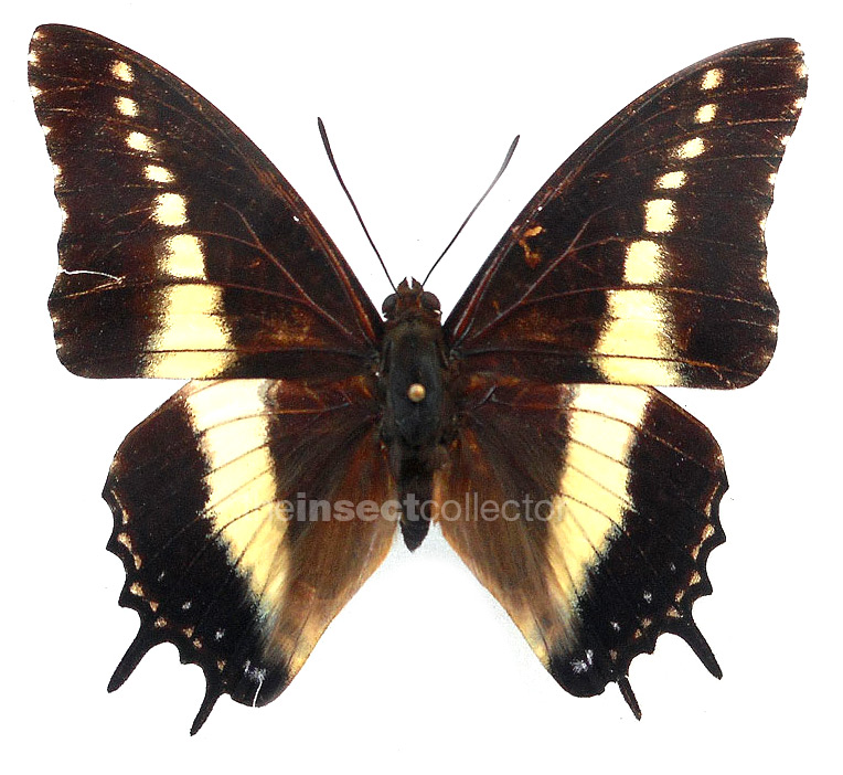 Charaxes antiquus