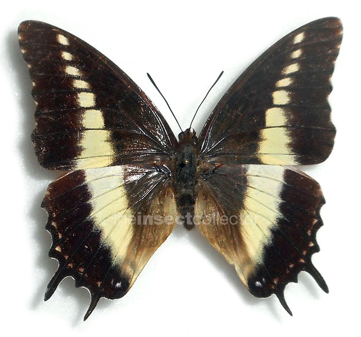 Charaxes antiquus