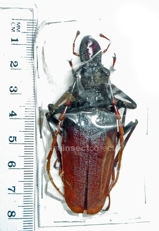 Psalidognathus antonkozlovi