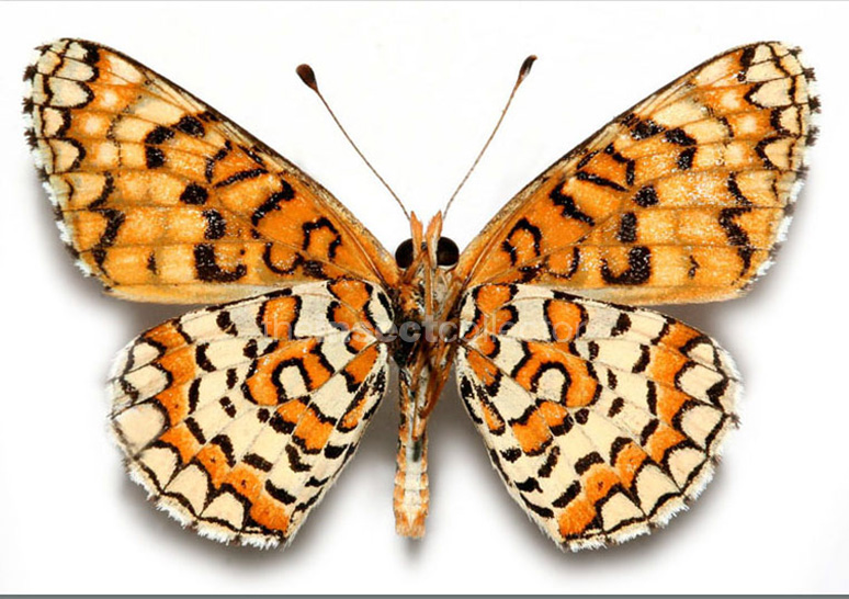 Polydryas arachne