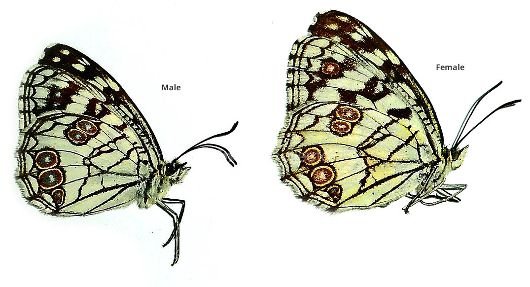 Melanargia ines