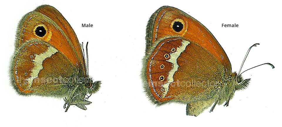 Coenonympha arcanioides 