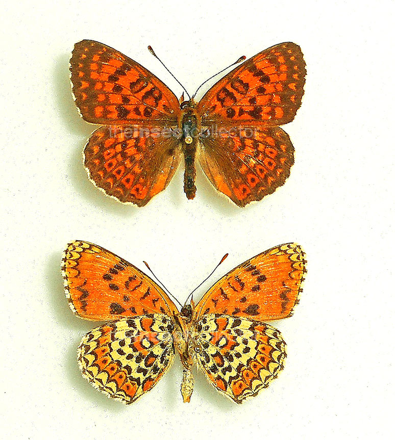 Melitaea arduinna