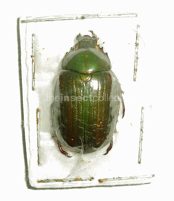 Chrysina arellanoi