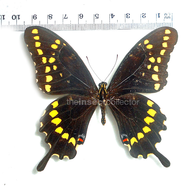 Papilio aristor