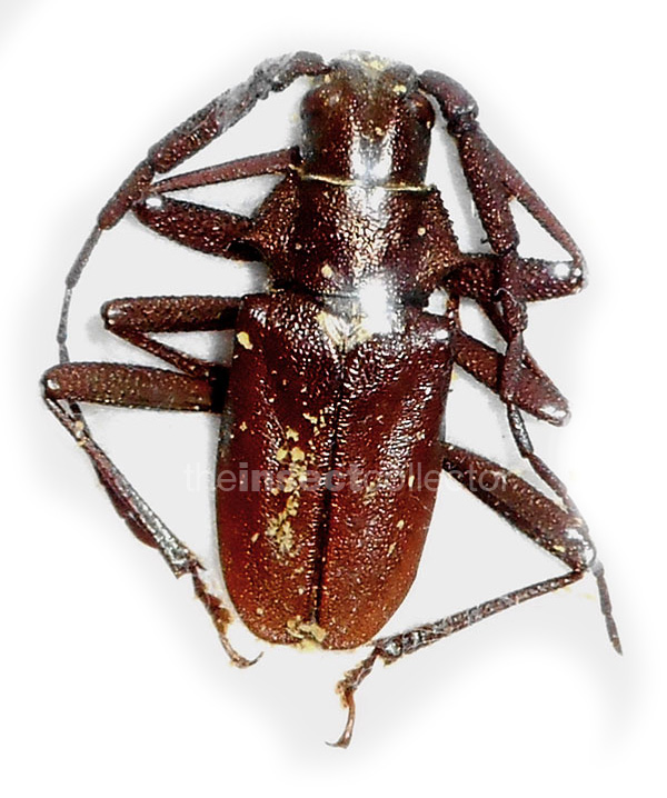 Scatopyrodes aspericornis